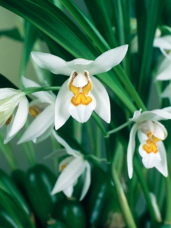 Fotos de lindas flores da orquídea Coelogyne