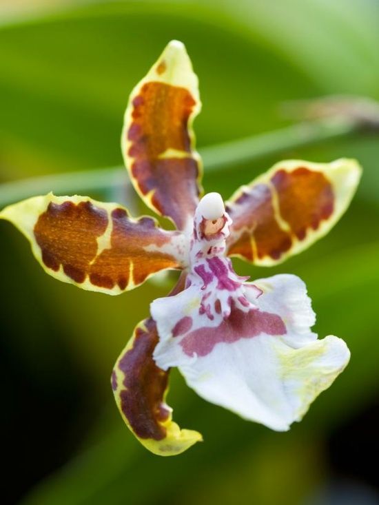 Plantas da casa do monarca da selva da orquídea tigre