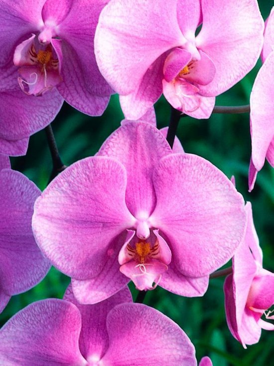 lindas flores de orquídea mariposa rosa