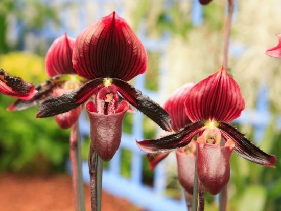 paphilopedium callosum cor vermelha cuidados com as plantas da sala