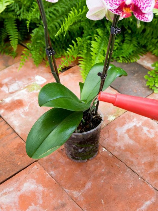 Instruções de rega de orquídeas para planta de casa