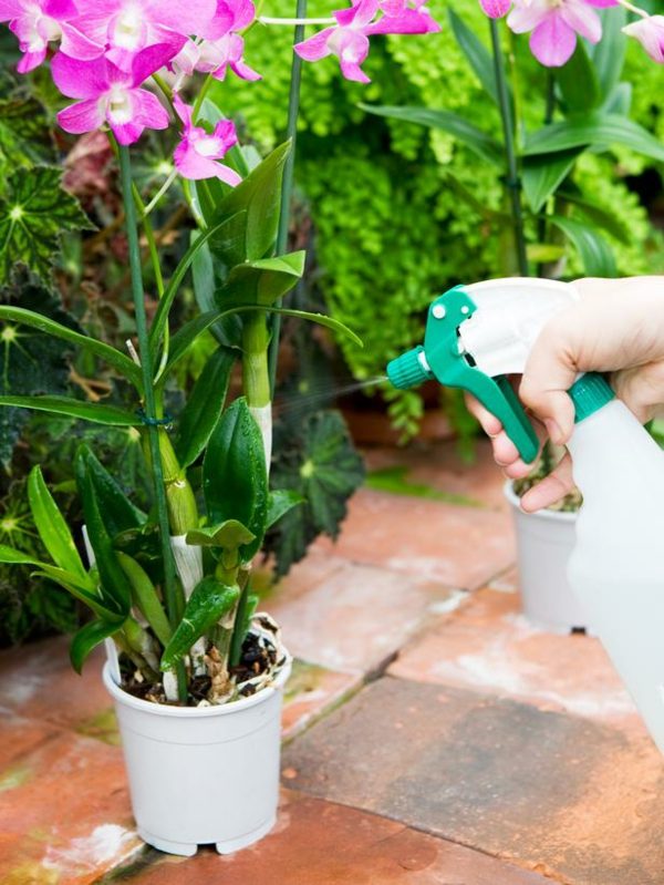 Guia de dicas de cuidados com spray de água para orquídeas
