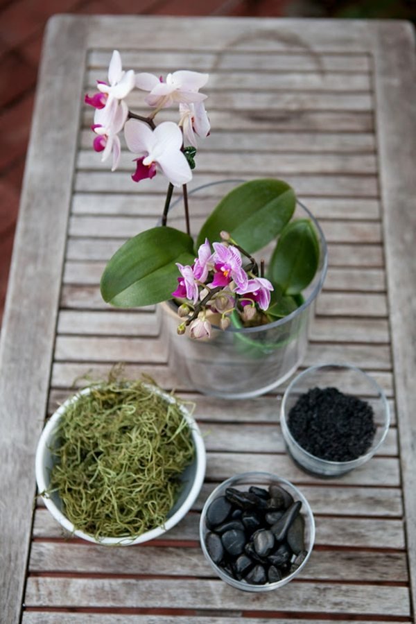 Dicas de cuidados com orquídeas para o plantio do solo