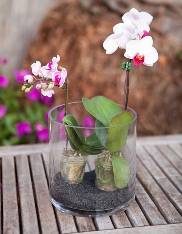 Terrário de orquídeas plantando idéias de design de rega