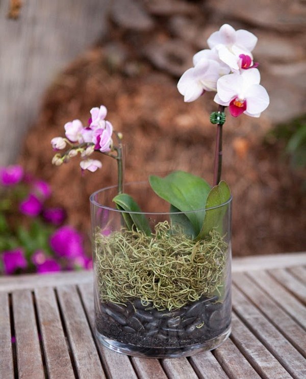 Os próprios terrários de orquídeas fazem lindas plantas de interior