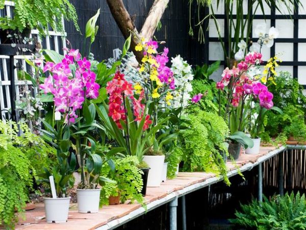 Dicas de cuidados com orquídeas cores tipos plantas de quarto