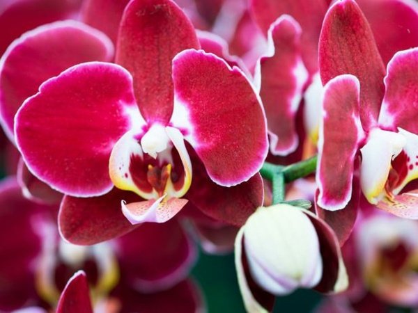 Miltopniopsis orquídea rosa vermelha plantas casa flores