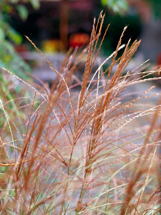 pátio de grama ornamental resistente