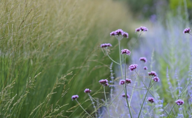 Gramíneas ornamentais perenes verão no jardim verde roxo