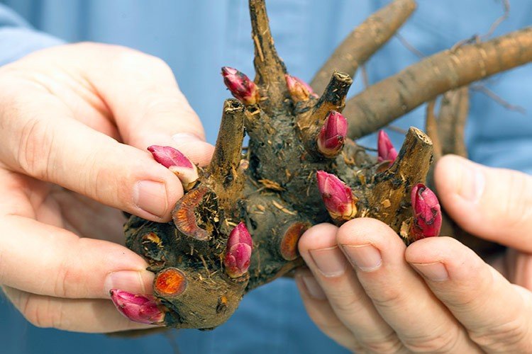 Dicas de como plantar peônia em um balde