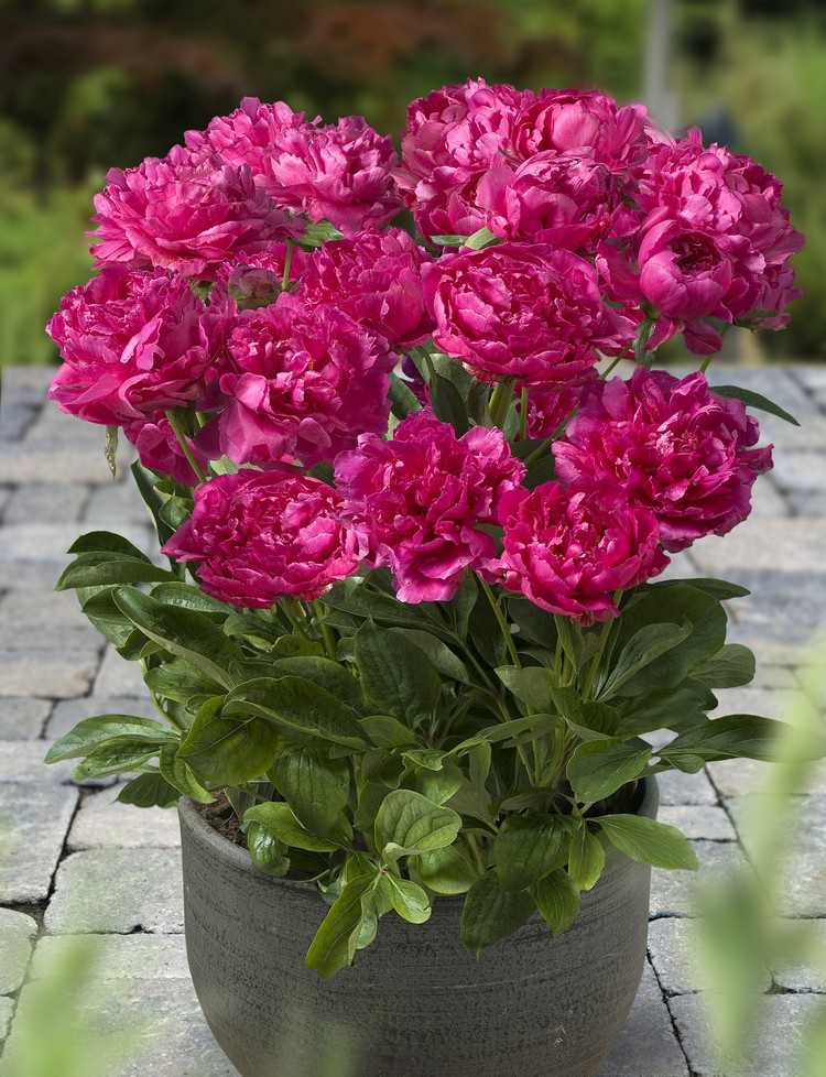 Flores de peônia na banheira em um local ensolarado