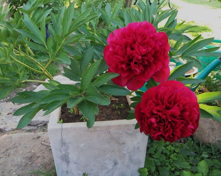 As peônias podem ser plantadas em uma banheira?