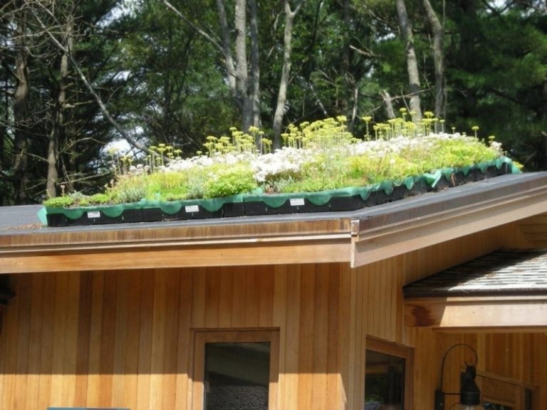 Plantas-telhados verdes-plantas-ideias-ervas