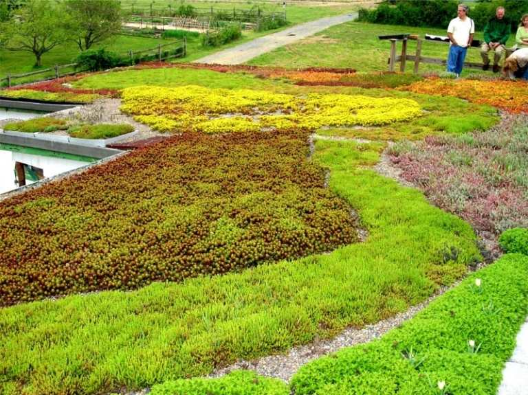 Plantas-telhados verdes-suculentas-perenes-tapete de plantas