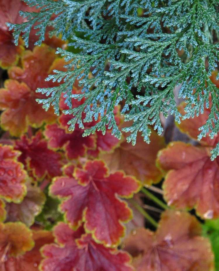 plantas sob coníferas evergreen-idea-garden-design