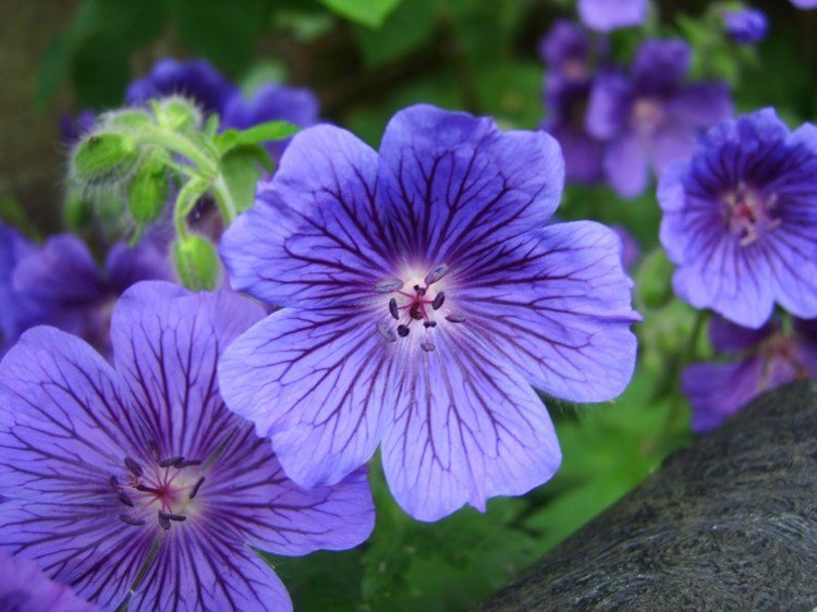 plantas-coníferas-gerânio-violeta-pouco exigente-flor-cuidado-fácil