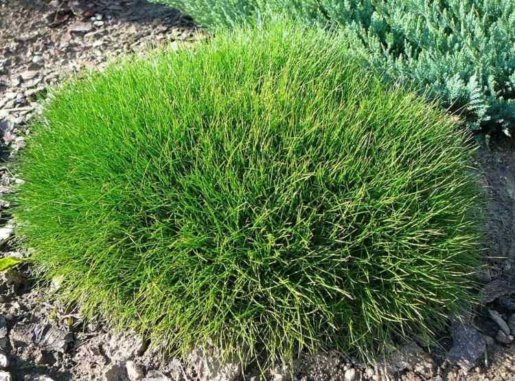 plantas-coníferas-pele de urso-festuca-graeser-arte-formato de bola verde