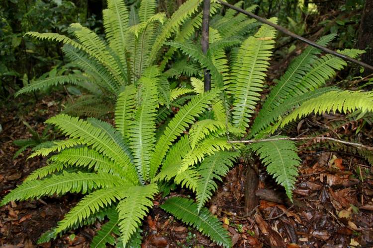 plantas sob coníferas samambaias-folhas-verdes-canteiros-floresta-design
