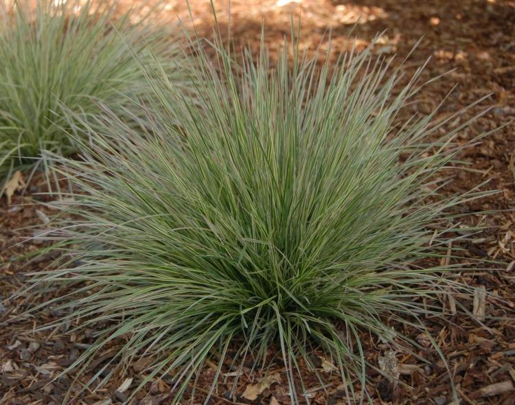 plantas-coníferas-waldschmiele-graeser-floresta-plantio-atraente