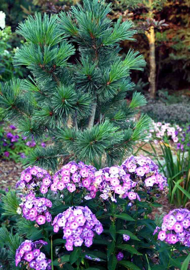 plantas sob coníferas mix de pinheiro-rosa-flor-flor