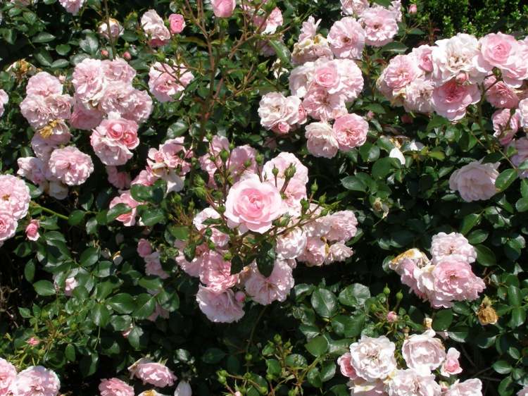 plantas-coníferas-bonica-floribunda-rosa-flor-atraente