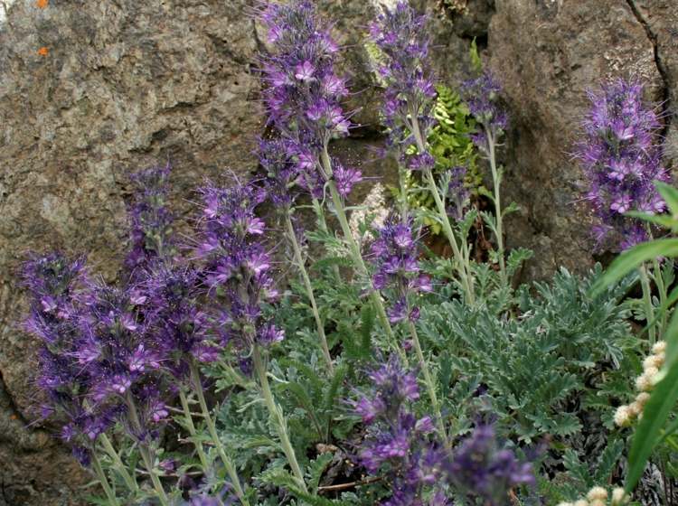 plantas-coníferas-abelha-amiga-flor-lilás-borboletas-flor-sombra