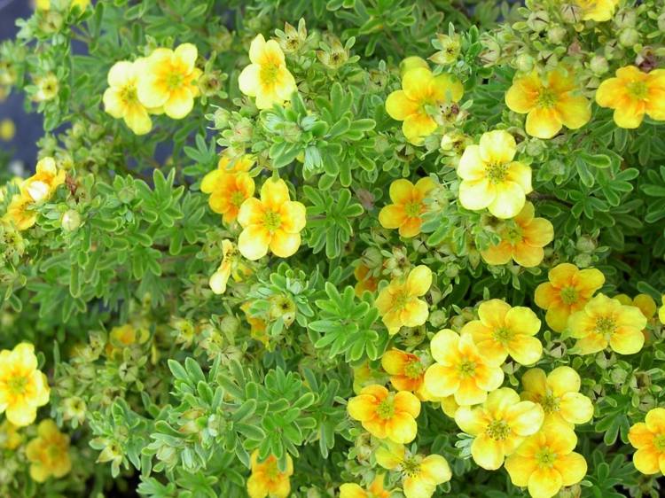 plantas-coníferas-cinco-dedos-arbusto-inspiração-amarelo-flores-branco