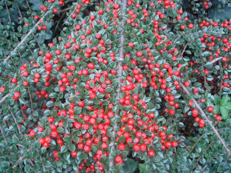 plantas-coníferas-cotoneaster-galhos-folhas-bagas-vermelho