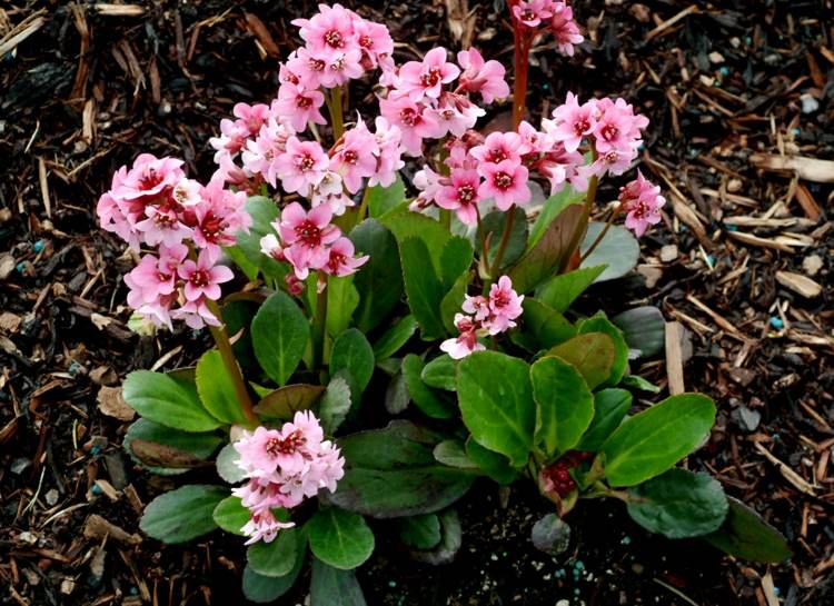plantas-coníferas-bergenie-atraente-rosa-flores-vermelho-branco