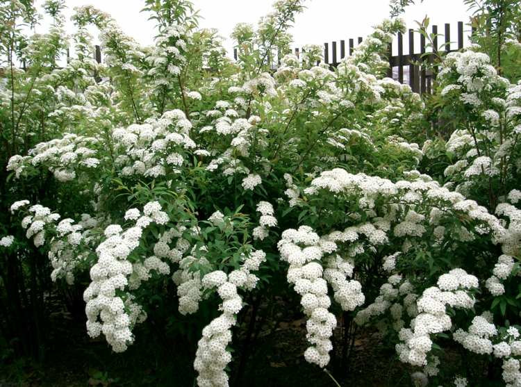 plantas-coníferas-pardais-flores-brancas-forma-esférica-neve-proteção de privacidade