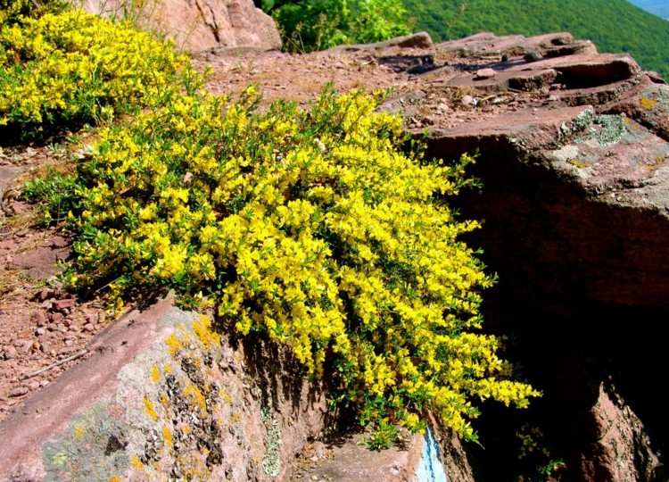 plantas-coníferas-anão-tojo-cobertura-solo-arbusto-amarelo-pedra rochosa