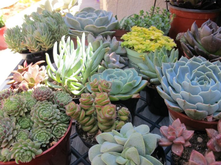 plantas-coníferas-suculentas-ideias-pouco exigentes-iniciante-jardineiros-cuidados