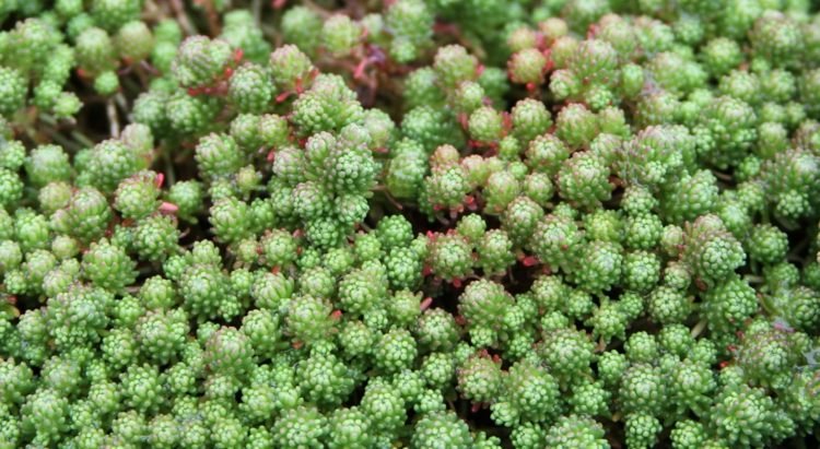 plantas-coníferas-pimenta-da-parede-suculenta-verde-sol-sombra parcial