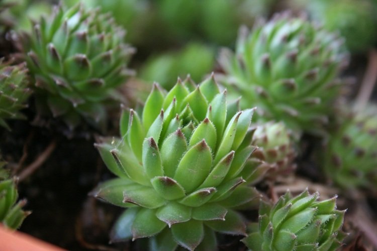 plantas-coníferas-raiz-roseta-verde-suculenta-jardim-ideia