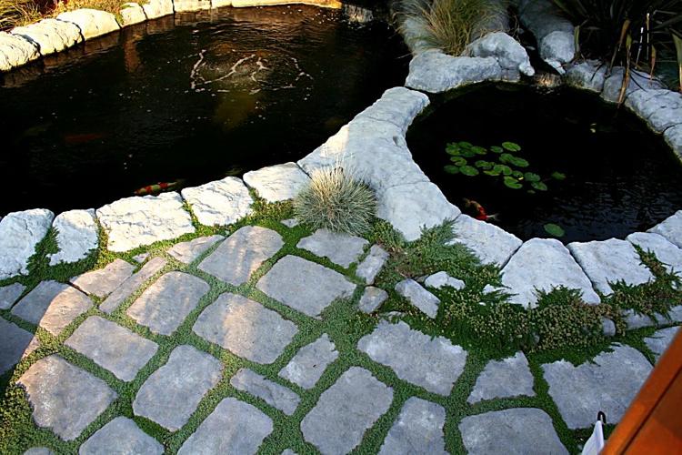 plantas-entre-pedras-lajes-corsican-mint-koi-pond