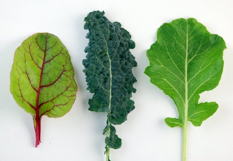 Preste atenção aos vegetais de folhas com baixo teor de oxalato
