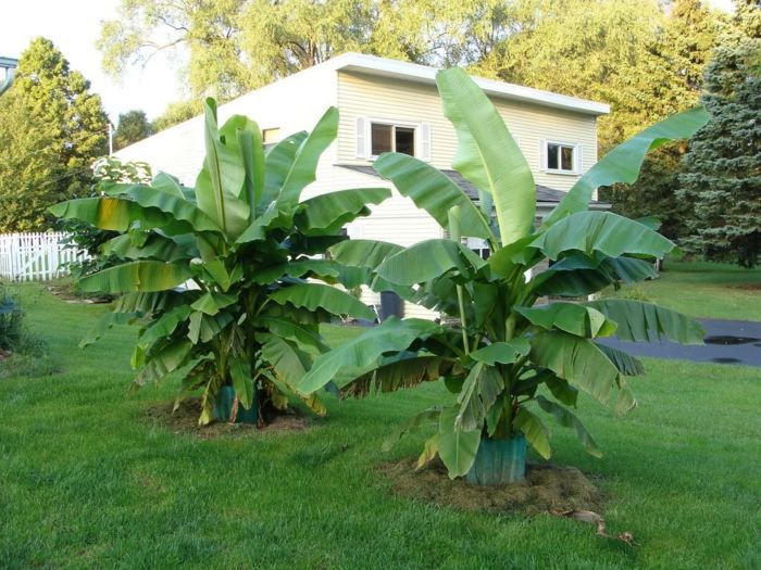 cuidado com as bananeiras dicas jardim design tropical
