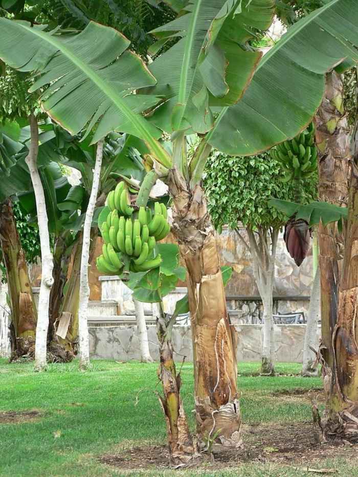 cuidando das bananeiras ideia dicas de jardinagem colheita