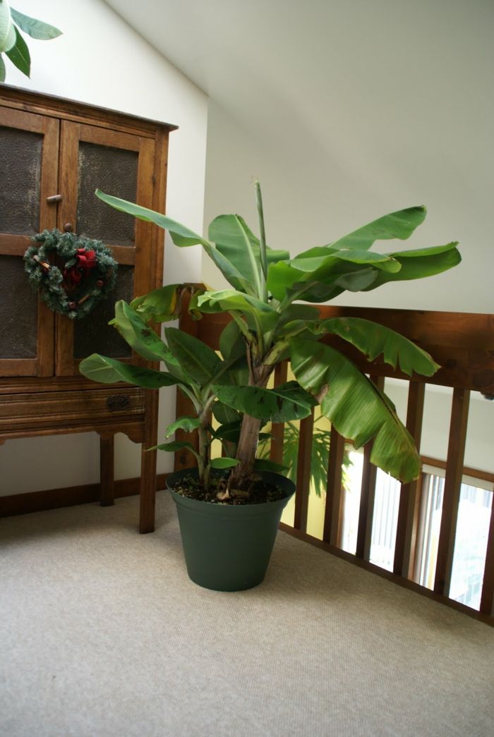cuidado de bananeiras planta de casa vaso de flores tropical