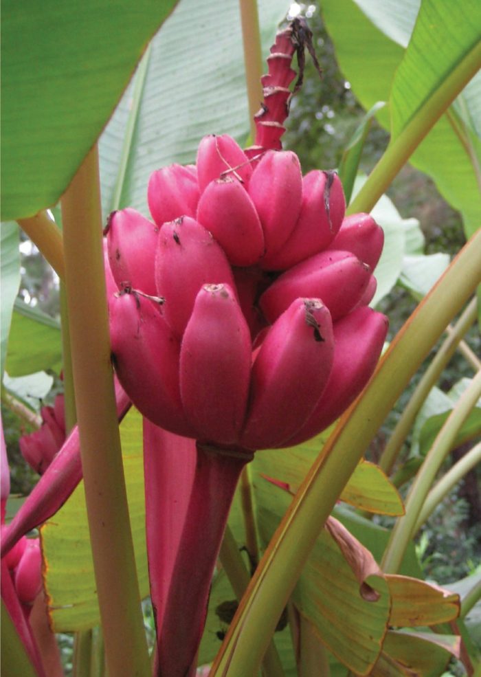 banana veludo perene musa velutina jardim rosa