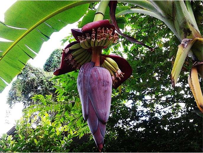 flor banana frutas dicas de cuidados cultivar jardim