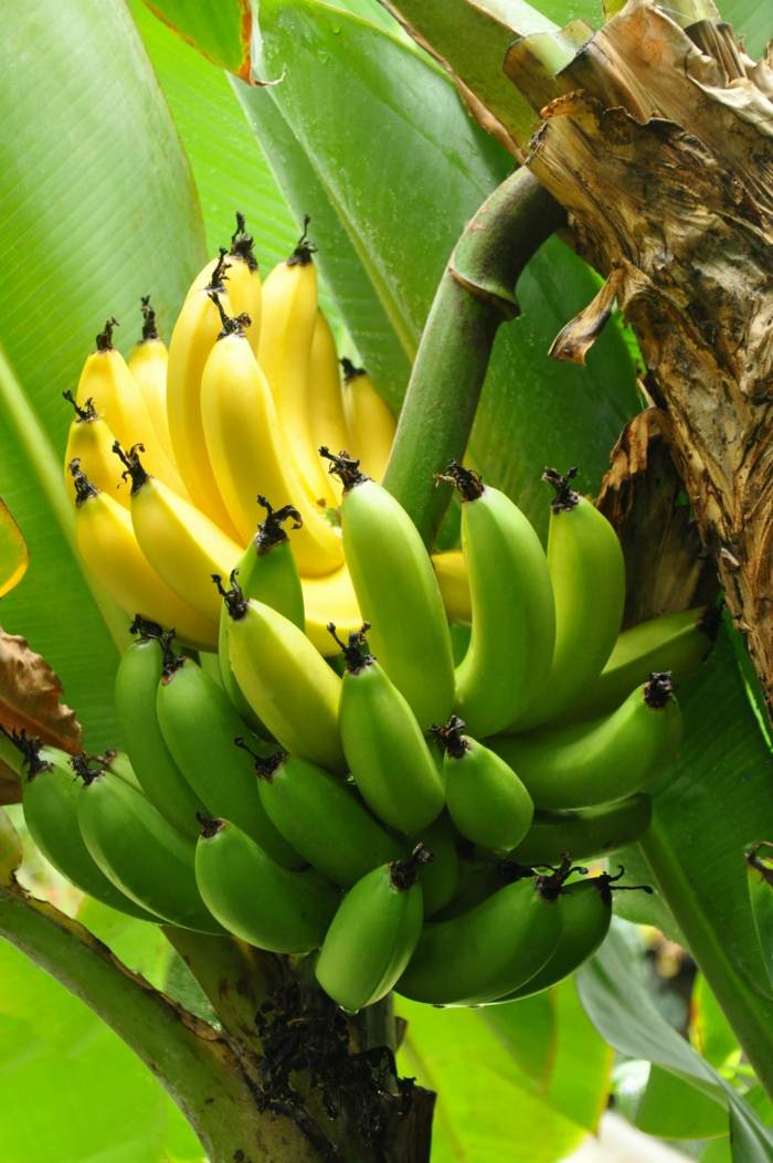 cuidados com as bananeiras dicas cultivo tropical de frutas