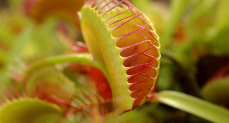 planta carnívora green-red-garden-design