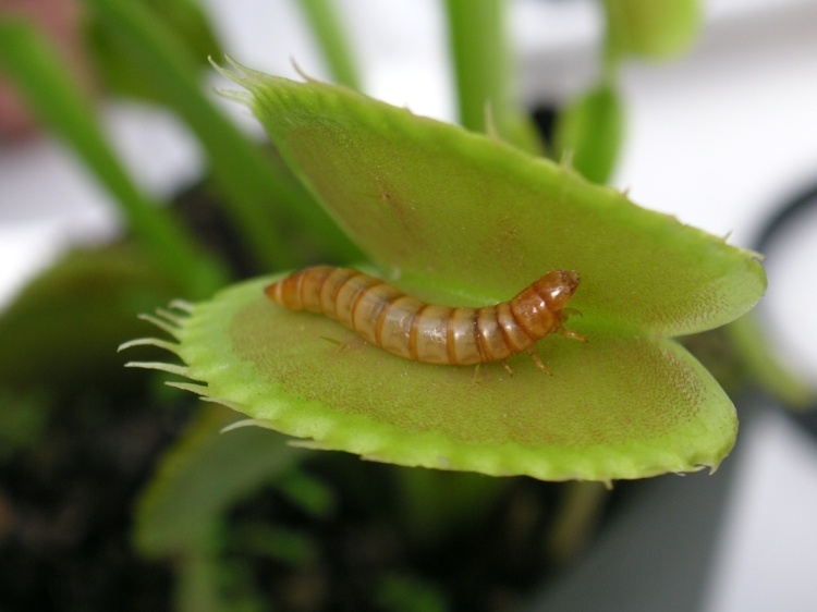carnivorous-plant-worm-food-original-example-care-tips