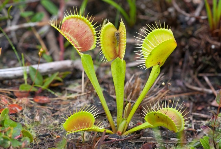carnivorous-plant-venus-flytrap-swampy-location