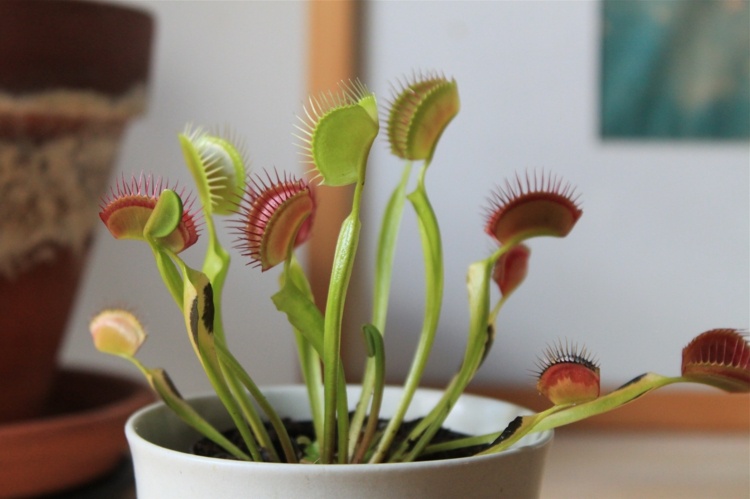 carnivorous-plant-interessantes-species-houseplant-care