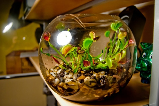 carnivorous venus flytrap Dionaea muscipula carnivores