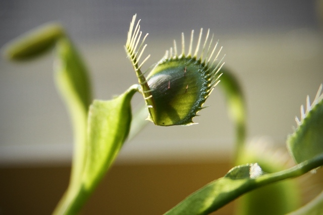 carnivorous venus flytrap varanda Dionaea muscipula