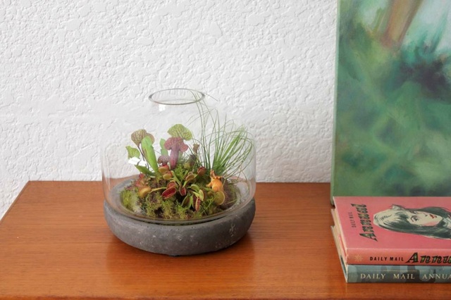 Dicas de cuidados com o sol de verão amando a flytrap de Vênus