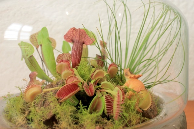 Dicas de cuidados com as plantas domésticas alimentam a rega do sol